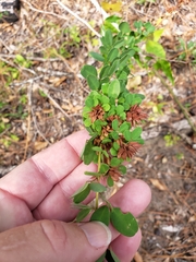 Lespedeza stuevei