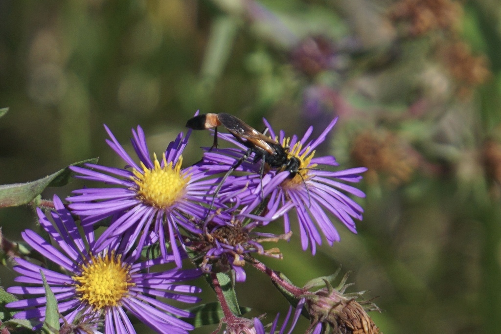 Ammophila pictipennis