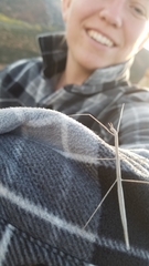 Parabacillus hesperus