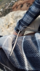 Parabacillus hesperus