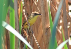 Pseudocolopteryx flaviventris