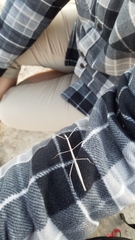 Parabacillus hesperus