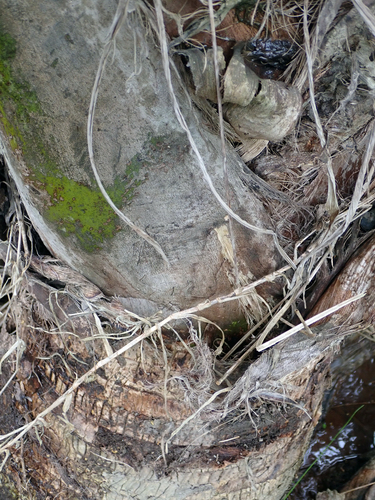 Ravenea rivularis, photograph 3