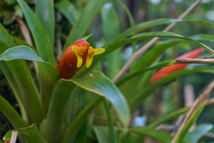 Guzmania nicaraguensis