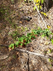 Lespedeza stuevei