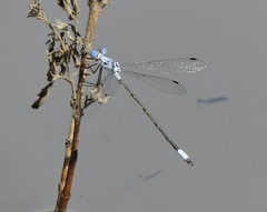 Lestes sigma