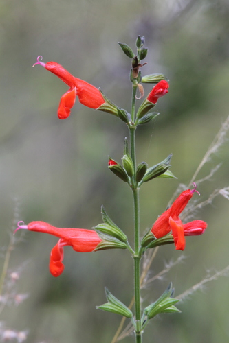 Oaxaca Orange Woolly Sage (Salvia lineata)