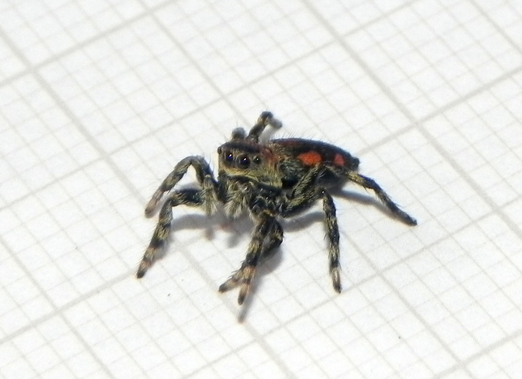 Phiale gratiosa