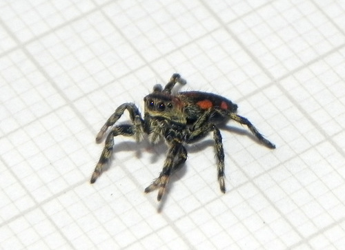 Phiale gratiosa