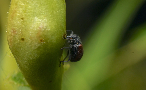 iNaturalist observation photo of True Weevils