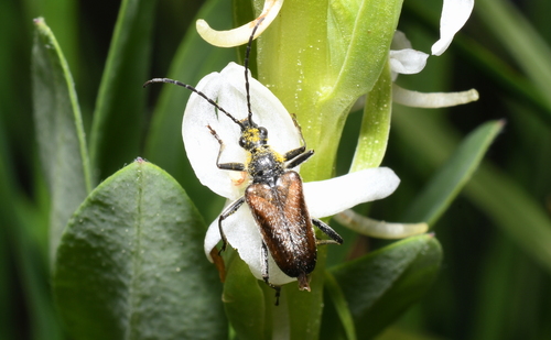 iNaturalist observation photo of Gnathacmaeops pratensis