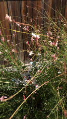 Oenothera lindheimeri