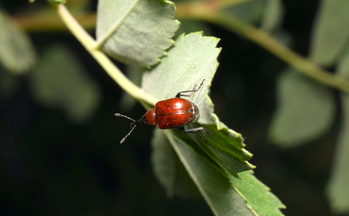iNaturalist observation photo of Rose Weevils