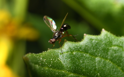 iNaturalist observation photo of Black Scavenger Flies