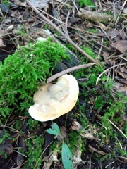 Loweomyces fractipes