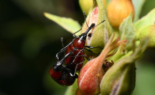 iNaturalist observation photo of Rose Weevils