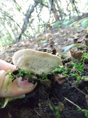 Loweomyces fractipes