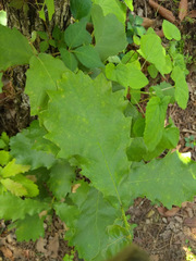 Quercus obtusata