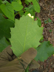 Quercus obtusata