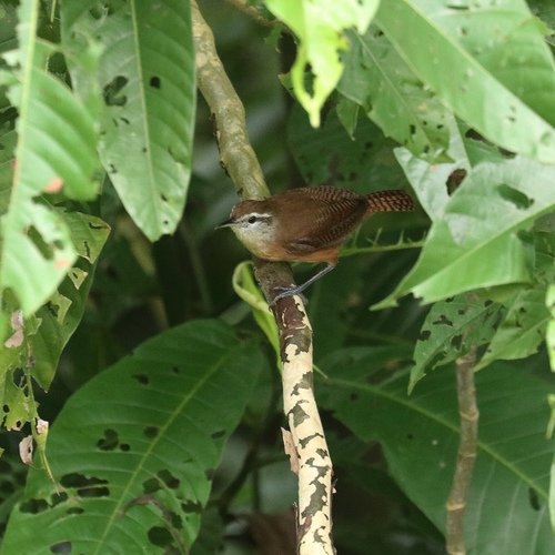 Buff-breasted Wren (Cantorchilus leucotis), photo 5