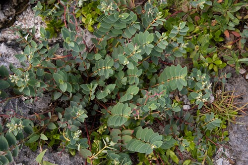 Euphorbia sparrmanni observed 2025-07-02