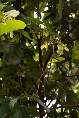Stigmaphyllon timoriense observed 2025-07-02