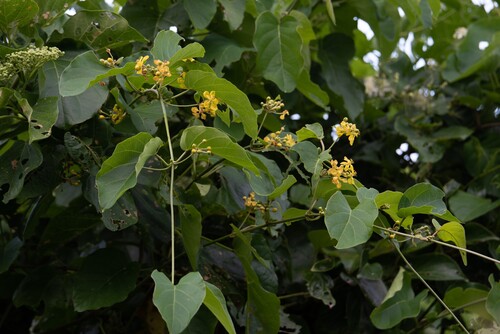 Stigmaphyllon timoriense observed 2025-07-02