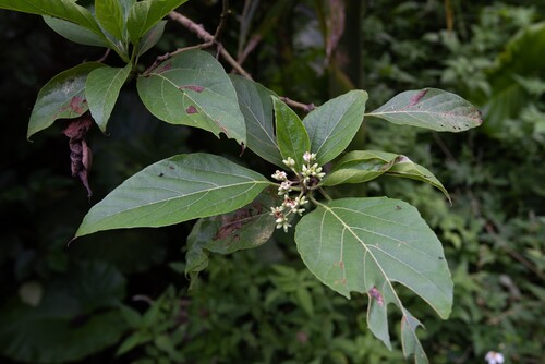 Cordia aspera observed 2025-07-02