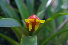 Guzmania nicaraguensis