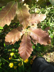 Quercus polymorpha