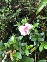 Rhododendron