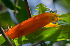 Guzmania nicaraguensis