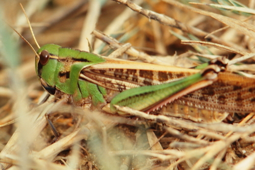 Migratory Locust