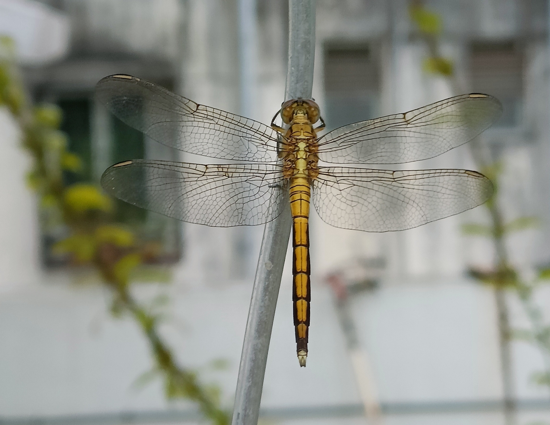 Marsh Skimmer