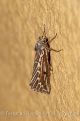 Compsoptera jourdanaria