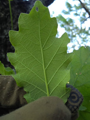 Quercus obtusata