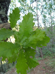 Quercus obtusata