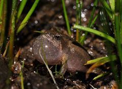 Crinia parinsignifera