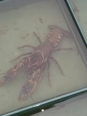 Procambarus liberorum