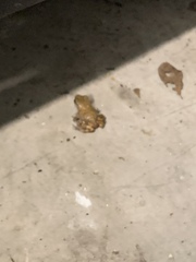 Eleutherodactylus marnockii