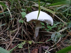 Lepiota naucina