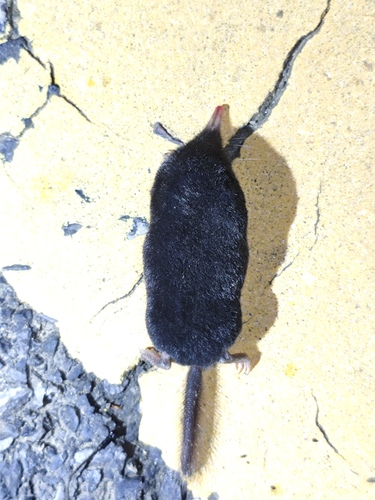 Southern Long-tailed Mole (Scaptonyx affinis) — Data Deficient Mammalia