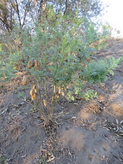 Sphaerophysa salsula