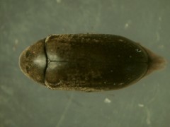 Calymmaderus solidus