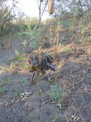 Sphaerophysa salsula
