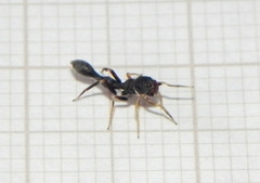 Synemosyna aurantiaca