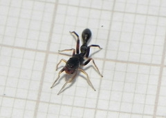 Synemosyna aurantiaca