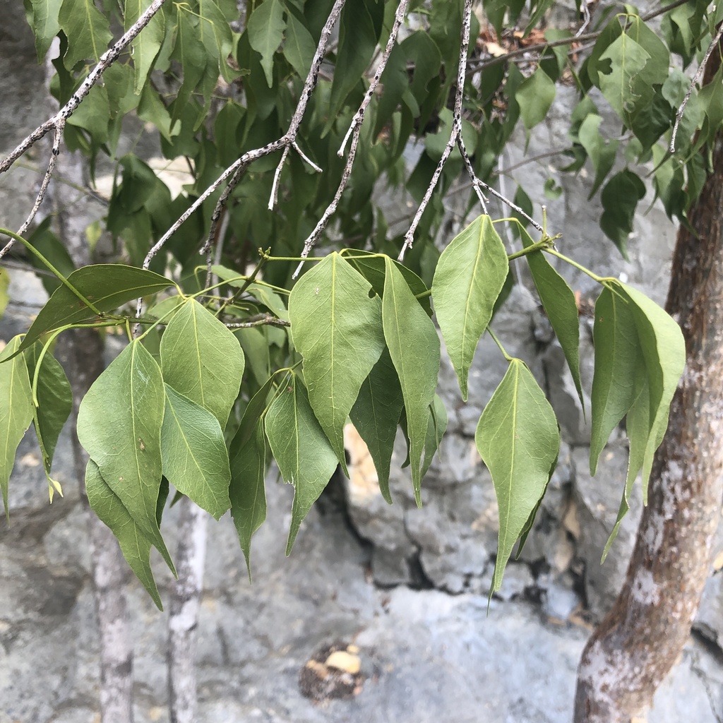 Amyris elemifera; photograph (c) Andrew Conboy, some rights reserved (CC BY)