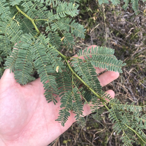 Prosopis juliflora