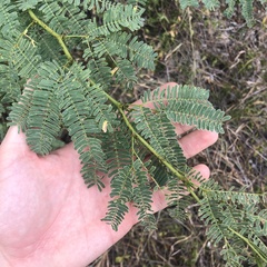 Prosopis juliflora